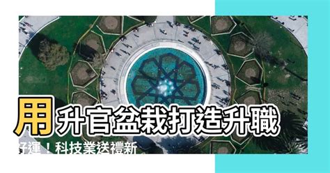 桌上盆栽升官|「青鳥辦桌」為明年立委罷免暖身？黃揚明：國民黨該警惕「這件。